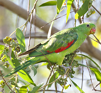 Red-winged Parrot