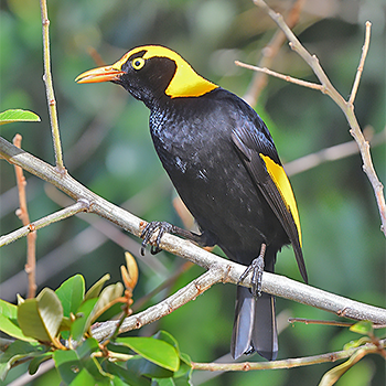 Regent Bowerbird