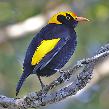 Regent Bowerbird