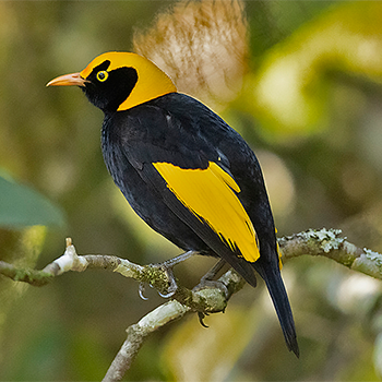 Regent Bowerbird