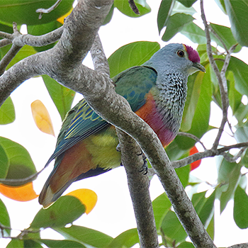 Rose-crowned Fruit-dove