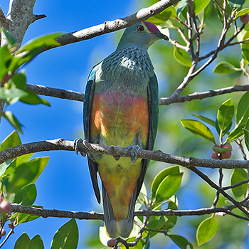 Rose-crowned Fruit-dove