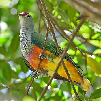 Rose-crowned Fruit Dove