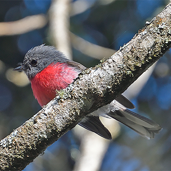 Rose Robin