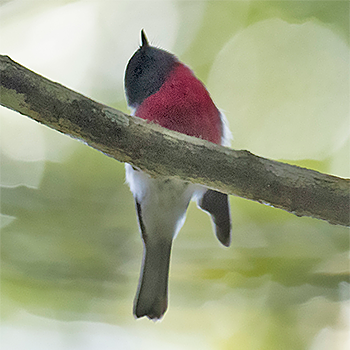 Rose Robin
