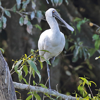Royal Spoonbill