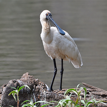 Royal Spoonbill
