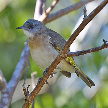 Rufous-banded Honeyeater