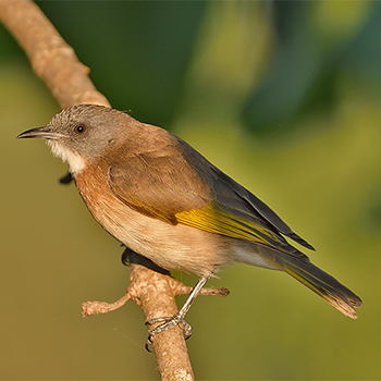 Rufous-banded Honeyeater