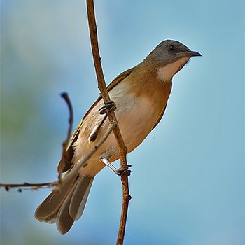 Rufous-banded Honeyeater