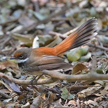 Rufous Fantail