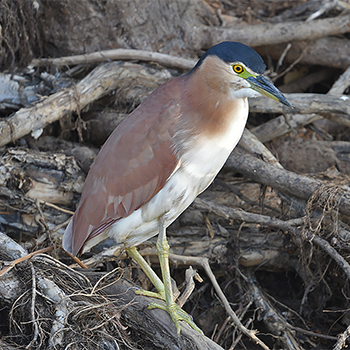 Rufous Night-heron