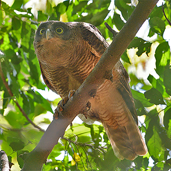 Rufous Owl