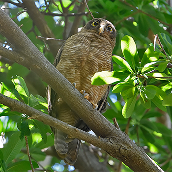 Rufous Owl
