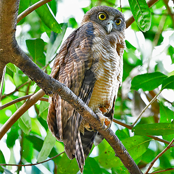 Rufous Owl