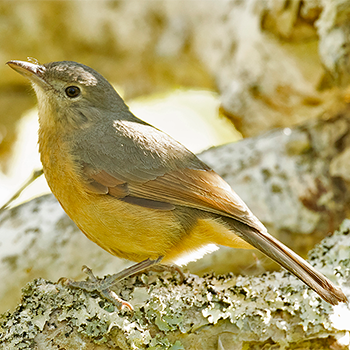 Rufous Shrikethrush