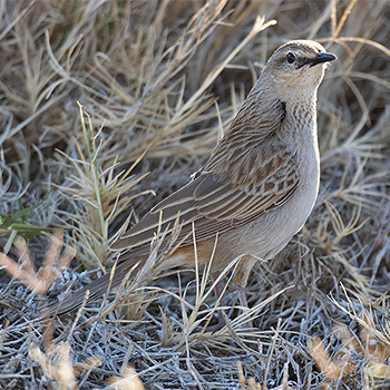 Rufous Songlark