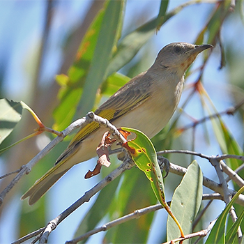 Rufous-throated Honeyeater
