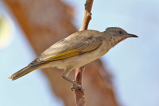 Rufous-throated Honeyeater
