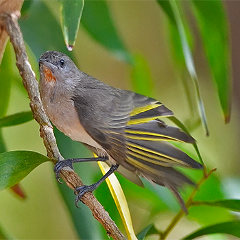 Rufous-throated Honeyeater