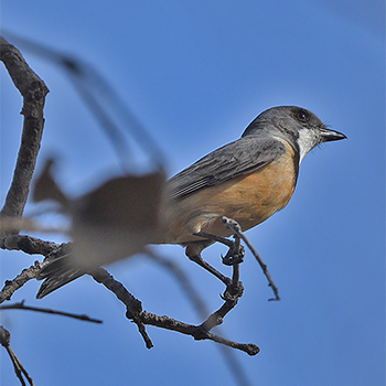 Rufous Whistler