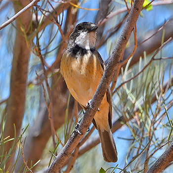 Rufous Whistler