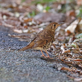 Russet-tailed Thrush
