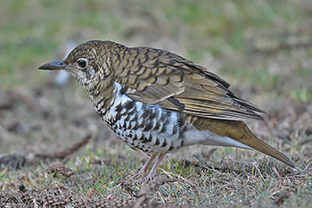 Russet-tailed Thrush