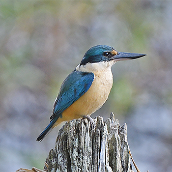Sacred Kingfisher
