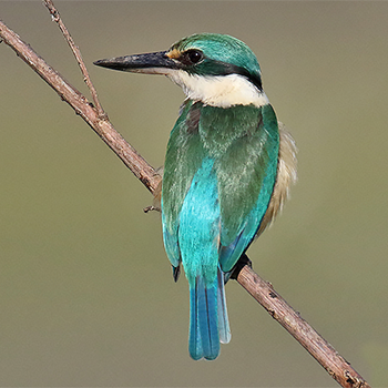 Sacred Kingfisher