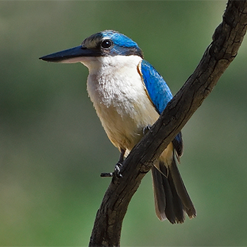 Sacred Kingfisher