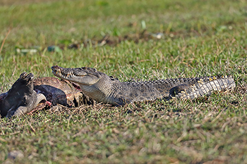 Saltwater Crocodile