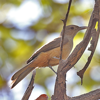 Sandstone Shrike-thrush