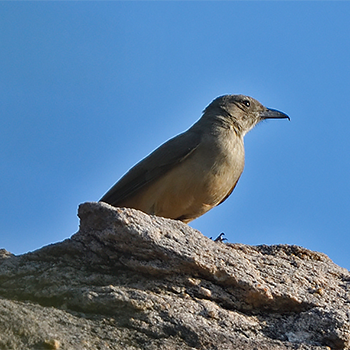 Sandstone Shrikethrush