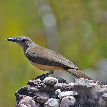 Sandstone Shrikethrush
