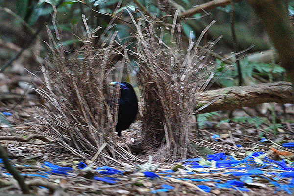 Satin Bowerbird bower