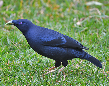 Satin Bowerbird