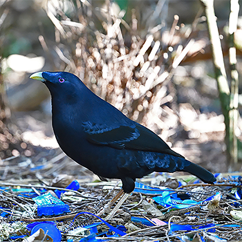 Satin Bowerbird