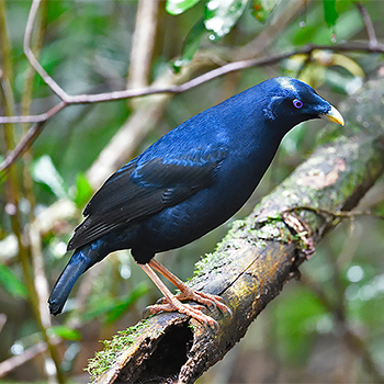 Satin Bowerbird