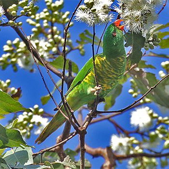 Scaly-breasted Lorikeet