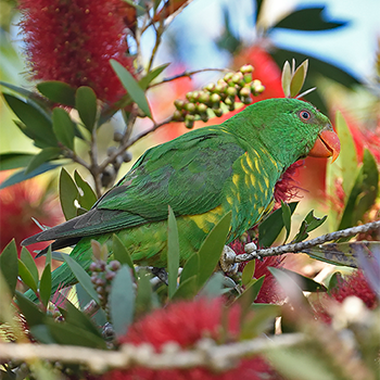Scaly-breasted Lorikeet