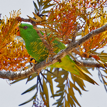 Scaly-breasted Lorikeet