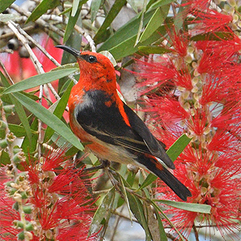 Scarlet Myzomela