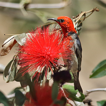 Scarlet Myzomela