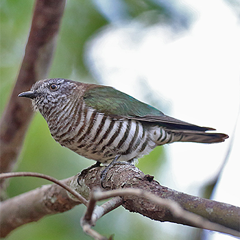 Shining Bronze-cuckoo