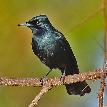 Shining Flycatcher