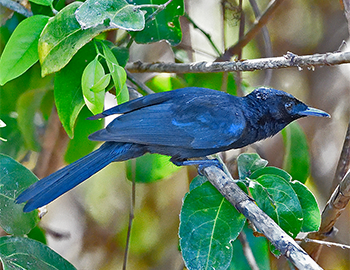 Shining Flycatcher