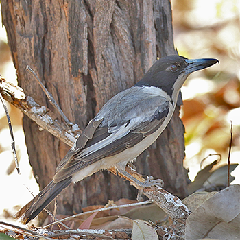 Silver-backed Butcherbird
