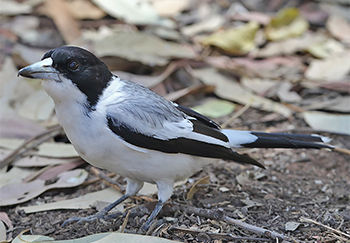 Silver-backed Butcherbird