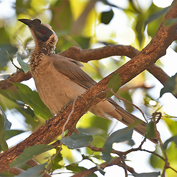 Silver-crowned Friarbird